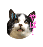 仔猫スタンプ（個別スタンプ：5）