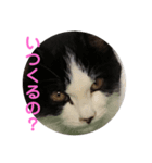 仔猫スタンプ（個別スタンプ：6）