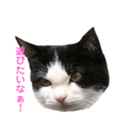 仔猫スタンプ（個別スタンプ：7）