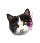 仔猫スタンプ（個別スタンプ：8）