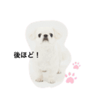 ペキニーズのひーたん2★（個別スタンプ：13）