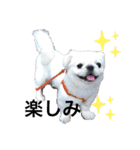 ペキニーズのひーたん2★（個別スタンプ：16）