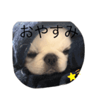 ペキニーズのひーたん2★（個別スタンプ：20）