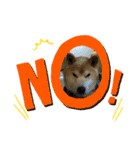 ごんちゃん（芝犬）（個別スタンプ：2）