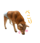 ごんちゃん（芝犬）（個別スタンプ：7）