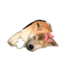 ごんちゃん（芝犬）（個別スタンプ：9）