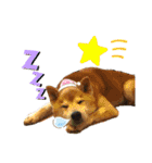 ごんちゃん（芝犬）（個別スタンプ：10）