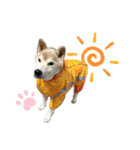 ごんちゃん（芝犬）（個別スタンプ：12）