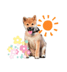 ごんちゃん（芝犬）（個別スタンプ：13）