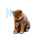 ごんちゃん（芝犬）（個別スタンプ：14）
