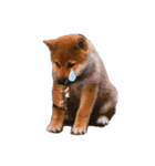 ごんちゃん（芝犬）（個別スタンプ：16）