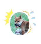 ごんちゃん（芝犬）（個別スタンプ：17）