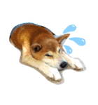 ごんちゃん（芝犬）（個別スタンプ：18）