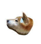 ごんちゃん（芝犬）（個別スタンプ：19）