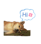 ごんちゃん（芝犬）（個別スタンプ：20）