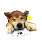ごんちゃん（芝犬）（個別スタンプ：21）