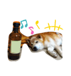 ごんちゃん（芝犬）（個別スタンプ：22）