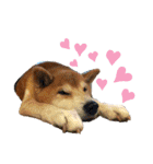ごんちゃん（芝犬）（個別スタンプ：25）