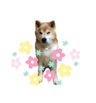ごんちゃん（芝犬）（個別スタンプ：27）