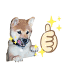 ごんちゃん（芝犬）（個別スタンプ：28）