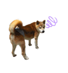ごんちゃん（芝犬）（個別スタンプ：30）