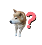 ごんちゃん（芝犬）（個別スタンプ：31）