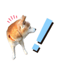 ごんちゃん（芝犬）（個別スタンプ：32）