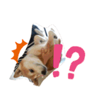 ごんちゃん（芝犬）（個別スタンプ：33）