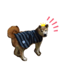 ごんちゃん（芝犬）（個別スタンプ：34）