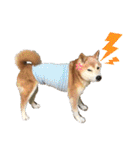 ごんちゃん（芝犬）（個別スタンプ：35）