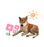 ごんちゃん（芝犬）（個別スタンプ：36）