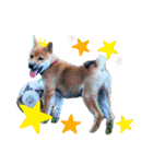 ごんちゃん（芝犬）（個別スタンプ：37）