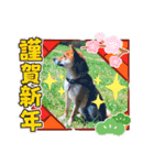 ごんちゃん（芝犬）（個別スタンプ：39）