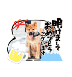 ごんちゃん（芝犬）（個別スタンプ：40）