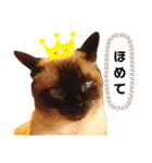 こつぶの日常スタンプ（個別スタンプ：4）