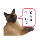 こつぶの日常スタンプ（個別スタンプ：8）