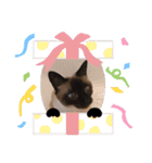 こつぶの日常スタンプ（個別スタンプ：9）