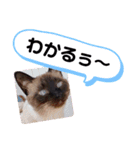 こつぶの日常スタンプ（個別スタンプ：11）