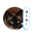 こつぶの日常スタンプ（個別スタンプ：13）
