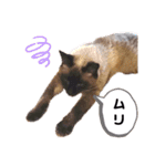 こつぶの日常スタンプ（個別スタンプ：20）