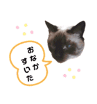 こつぶの日常スタンプ（個別スタンプ：21）