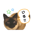 こつぶの日常スタンプ（個別スタンプ：22）