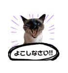 こつぶの日常スタンプ（個別スタンプ：23）