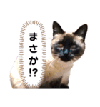 こつぶの日常スタンプ（個別スタンプ：27）