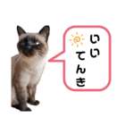 こつぶの日常スタンプ（個別スタンプ：38）