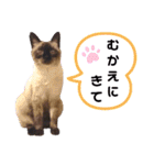 こつぶの日常スタンプ（個別スタンプ：39）
