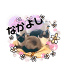 こつぶの日常スタンプ（個別スタンプ：40）