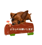 ミニピン日常スタンプ（個別スタンプ：37）
