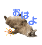 【実写】白猫のハク☆実家ファミリー（個別スタンプ：3）