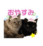 【実写】白猫のハク☆実家ファミリー（個別スタンプ：4）